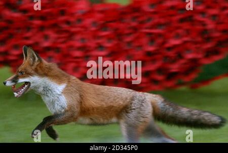 Ein Fuchs durchläuft die Kreuze im Feld der Erinnerung auf dem Gelände der Londoner Westminster Abbey, während eines Dienstes zum Waffenstillstandstag. Hunderte von kleinen Holzkreuzen, die auf dem Gelände der Abtei gepflanzt und mit einem blutroten Mohn geschmückt sind, tragen den Namen eines gefallenen Liebsten und die Botschaft des Gedenkens. Stockfoto