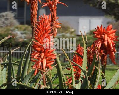 Flammende Orangenblüten einer Aloe Pflanze (Bitte beachten Sie, dies ist KEINE Aloe Vera Pflanze - die Aloe Vera Blüten sind gelb) fotografiert in einem Garten in Stockfoto