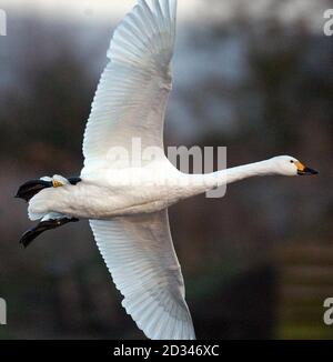 Der Schwan eines Bewicks bereitet sich auf die Landung vor. Ein Zustrom von Bewick's und Mute Swans in einem Naturschutzgebiet kann ein weißes Weihnachten ankündigen. Die Zahl der Bewick's Swans stieg von 115 am Freitag auf 220 gestern im Wildfowl and Wetlands Trust in Slimbridge. Sie haben sich 320 Mute Swans angeschlossen. Stockfoto