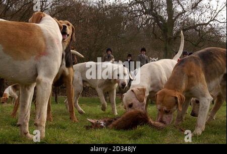 Hunde von der Puckeridge Hunt greifen über den Fuchskadaver, der von Wildhütern außerhalb von Brent Pelham erschossen wird. Jagden aus dem ganzen Land versammelten sich, um die erste große Versammlung zu markieren, seit das Verbot der Jagd mit Hunden Gesetz wurde. Stockfoto