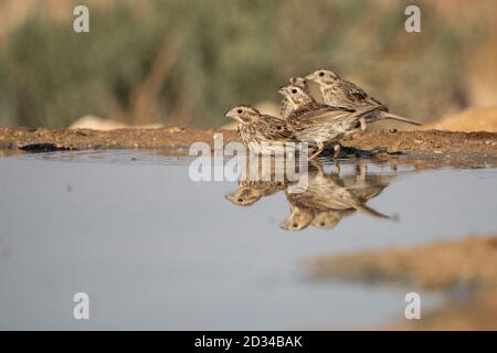 Corn Bunting (Emberiza calandra) Trinkwasser. In Israel im Juni fotografiert. Stockfoto