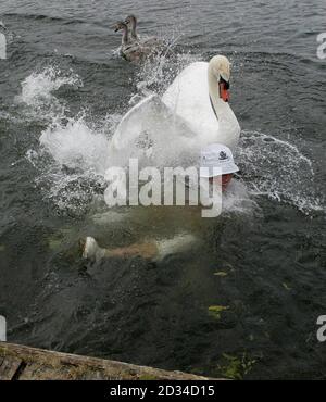 Swan Upper Robert Coleman von der Vintners Livery Company wird angegriffen, nachdem er in der Themse bei Chertsey gefallen ist, während Swan hochgeht. Stockfoto