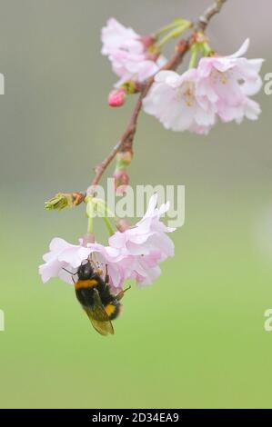 Eine Hummel sammelt Pollen aus der Blüte in Kensington Gardens, London. Stockfoto