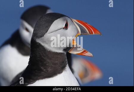 Papageitaucher treffen auf den Farne-Inseln vor der Küste von Northumberland auf die Vögel von Shags und Guillemot, um die Panierzeit zu beginnen. Stockfoto