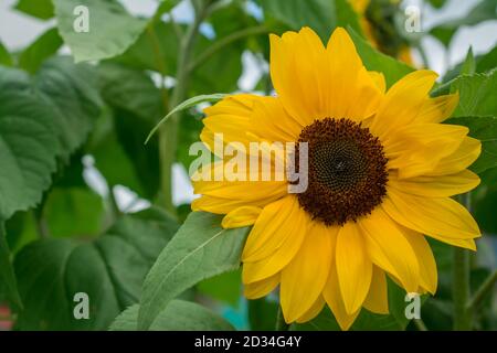 Natürlicher Hintergrund mit wachsenden Kräutern und Blumen Stockfoto