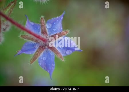 Natürlicher Hintergrund mit wachsenden Kräutern und Blumen Stockfoto