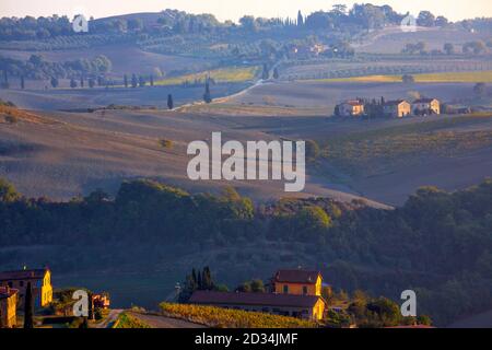 Zypresse in Valdorcia, San Quirico d'Orcia. Cipressi in Val d'Orcia, San Quirico d'Orcia Stockfoto