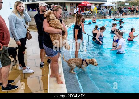 Hundebesitzer nehmen ihre Hunde ‘dSaltdean Lido zum „Joggigen Schwimmen“ mit. Diese Veranstaltung findet jährlich statt, erst nach Abschluss der Saison. Saltdean, Großbritannien Stockfoto