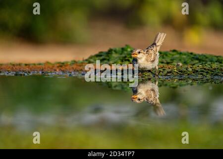 Weibliche Hausspatzen (Passer domesticus). Fotografiert in Israel im Juli Stockfoto