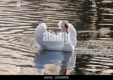 Schöner weißer Schwan, der auf einem See schwimmend ist Stockfoto