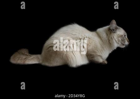 Siberian Neva Maskerade Katze, Kätzchen 9 Monate, vor dem Sprung. Auf schwarzem Hintergrund Stockfoto