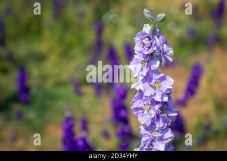 Nahaufnahme von Delphinienblüten auf dem Feld bei Wick Stockfoto