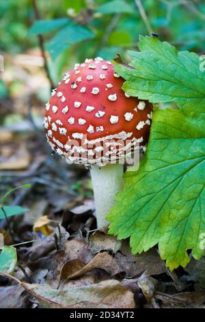 Junge rotwachsende Pilzamanita unter einem grünen Blatt in einem Automnwald. Fliegen Sie agarisch. Stockfoto