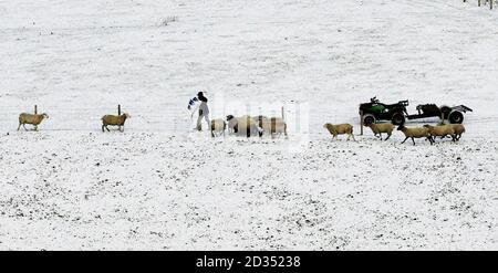 Ein Bauer füttert seine Schafe nach Schneefall in den Hügeln bei Denny, Schottland. Stockfoto