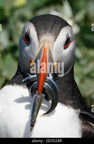 Ein papageientaucher auf die Farne Islands hält Fisch im Schnabel. Zucht Küstenseeschwalben, Papageientaucher, Trottellummen und krähenscharben alle Verluste aufgrund starker Niederschläge auf die Farne Islands Anfang dieses Monats als Küken und pufflings (baby Papageientaucher) waren an ihrem schwächsten. 125 mm Niederschlag fiel in nur 24 Stunden am 13. Juni 2019, fünf Mal die Menge, die in der gesamten Juni fiel im Vorjahr (24,8 mm). Stockfoto