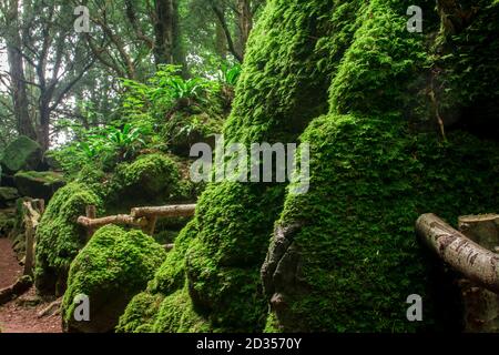 Zauberwald in England Stockfoto