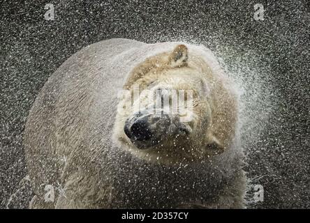 Rasputin, der Eisbär, schüttelt Wasser ab, als er im Yorkshire Wildlife Park, Doncaster, enthüllt wird. Stockfoto