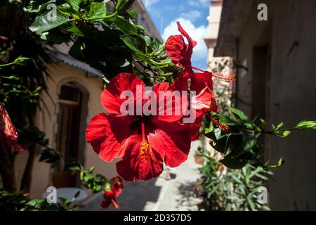 Griechenland Hibiscus Rosa sinensis Griechenland blüht Kreta Blumen Hibiskus blühende Rosen von Sharon Rose Malve Blume Straße Rethymno Kreta Griechenland Europa Stockfoto