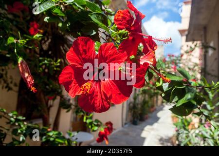 Kreta blüht blühende Straße Hibiscus Rosa sinensis Baumblume Stockfoto