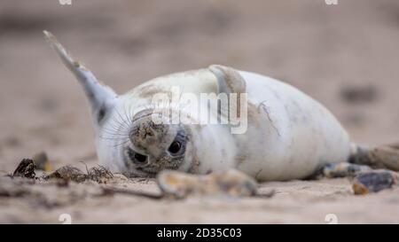 Komischer Robbenwelpe (Phoca vitulina) liegt auf dem Rücken im Sand am Strand von Helgoland, Deutschland Stockfoto