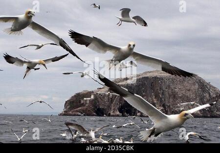 Tölpel suchen Nahrung rund um Bass Rock, die größte Insel Gannet Kolonie in der Welt. Stockfoto