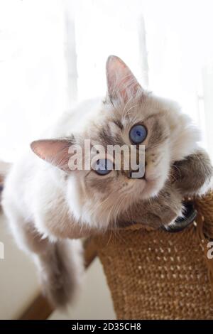 Reinrassige Siberian, Neva Masquerade Katze. Kätzchen 6 Monate alt, auf einem Stuhl liegend, mit gesättigten blauen Augen. Color-Point: Seal-tabby. Stockfoto