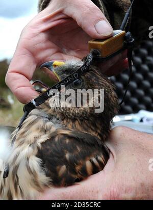 Seltene, einen Monat alte Hen Harrier Küken, die mit Satelliten-Fernempfängern ausgestattet wurden. Stockfoto