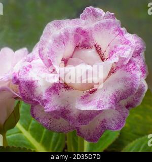 Dekorative Pflanze, schöne rosa Gloxinia Blume Sinningia speciosa auf grünem Hintergrund Stockfoto