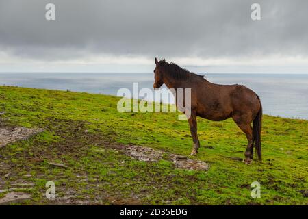 Burren Way, Küstenweg, der zu Cliffs Moher führt, Weide auf Naturweide, Irland. Stockfoto