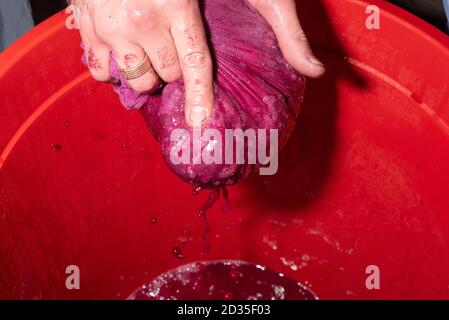 Die Trauben mit den Händen durch die Käseschlinge über einen Eimer drücken. Weinbereitung zu Hause Nahaufnahme Bild von Rotwein Maische in den Händen eines Weinherstellens Stockfoto