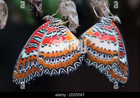 Rote Lacewing Schmetterlinge tauchen aus ihrer Chrysalis in Butterfly World bei Edinburgh auf. Stockfoto