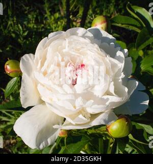 Schöne blühende weiße Pfingstrose mit drei Knospen vor dem Hintergrund Von grünen Blättern Stockfoto