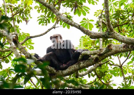 Schimpanse (Pan troglodytes) Schimpansen auf einem hohen Baum, Kibale Nationalpark, Uganda Stockfoto