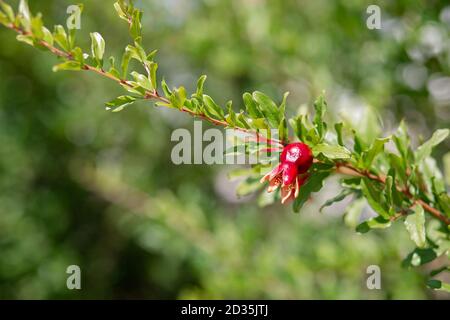 Junge Granatapfelfrüchte hängen an einem Baumzweig im Garten, reife Granatapfelfrüchte hängen an einem Baumzweig im Garten. Stockfoto