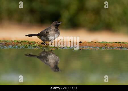 Gelb-belüftete Bulbul (Pycnonotus xanthopygos) in der Nähe von Wasser auf dem Boden. Fotografiert in Israel Stockfoto