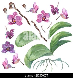 Set von isolierten Aquarell handgezeichneten Orchideen für Ihr Design Stockfoto
