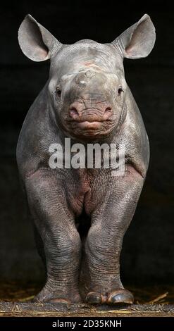 Nyoto, ein sechswöchiges schwarzes Nashornkalb, läuft um ihr Gehege, als sie in den Port Lympne Wild Animal Park in Lympne, Kent, eingeführt wird. Ihre Geburt im Park macht ihn zur größten Herde gefangener Nashorn außerhalb Afrikas. Stockfoto