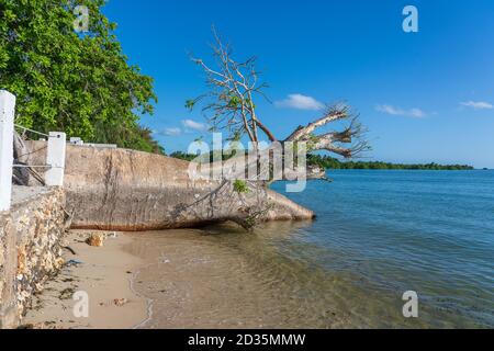 Gefallen großen Baobab Baum im Meerwasser am Strand in Sansibar Insel, Tansania, Ostafrika Stockfoto