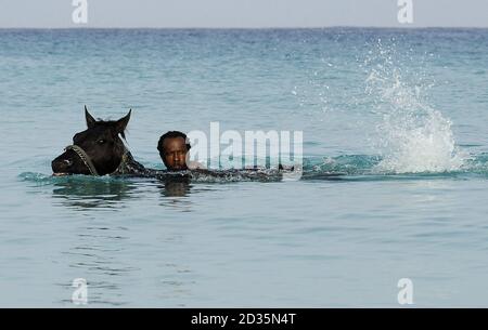 Ein Bräutigam aus dem Barbados Turf Club schwimmt mit einem Vollblut-Rennpferd in der Nähe der Garrison Savannah Rennbahn, zwei Meilen außerhalb der Hauptstadt Bridgetown. Stockfoto