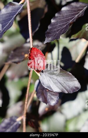 Vertikaler Schuss einer Kupferbuche-Pflanze Stockfoto