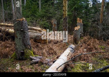 Zerbrochene Baumstämme im Wald nach Sturm. Nach Hurrikan fallen Bäume im Wald Stockfoto