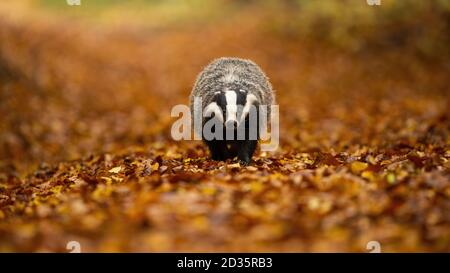 Europäischer Dachs, der auf orangefarbenem Laub in herbstlicher Natur läuft. Stockfoto