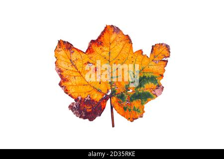 Rostig gefallenes Ahornblatt isoliert auf weiß, Konzept im Herbst Stockfoto