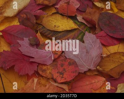 Fallen bunte Herbstblätter liegen auf dem Boden. Nahaufnahme. Stockfoto