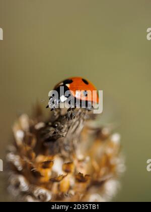 Coccinellidae, Marienkäfer, Thetford Forest, Norfolk, Großbritannien, Stockfoto