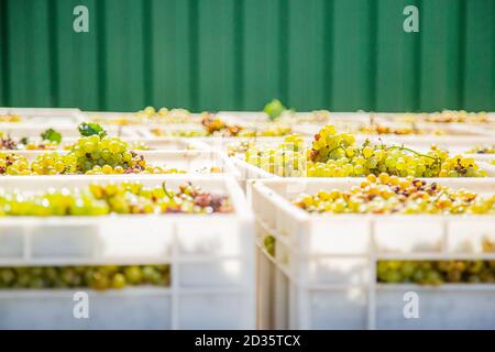 Beginn Des Weinanbauprozesses. Gelbe Trauben ernten frische gelbe Trauben in Kisten nach der Ernte. Stockfoto