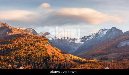 Bergsatte am Silsersee in den Schweizer Alpen. Farbenfroher Wald mit oranger Lärche. Schweiz, Region Maloja, Oberengadin. Landschaftsfotografie Stockfoto