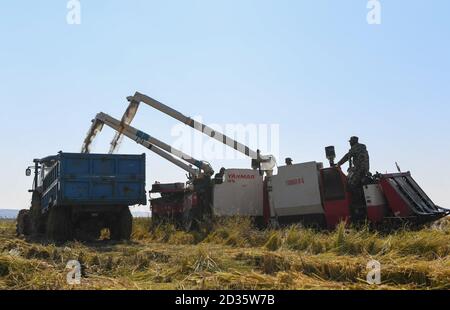 Changchun, Chinas Provinz Jilin. Oktober 2020. Ein Bauer erntet Reis in der Stadt Xihe in der Stadt Shulan, nordöstlich der Provinz Jilin, 7. Oktober 2020. Quelle: Yan Linyun/Xinhua/Alamy Live News Stockfoto