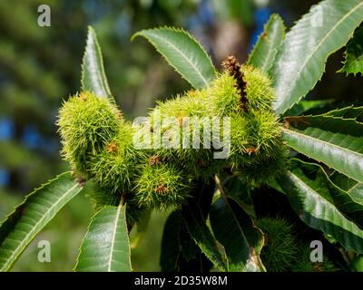 Süße Kastanienfrucht auf dem Baum, Thetford Forest, Norfolk, Großbritannien Stockfoto