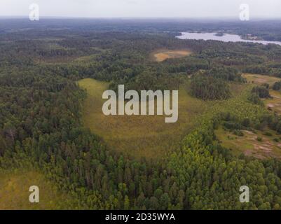 Großer Sumpf im reservierten Wald Stockfoto